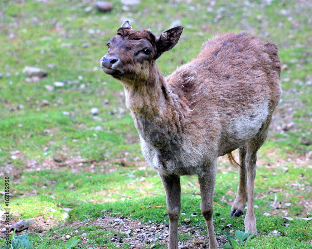 Fototapeta premium Fallow Deer