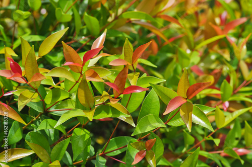 put forth leafs in rainy season