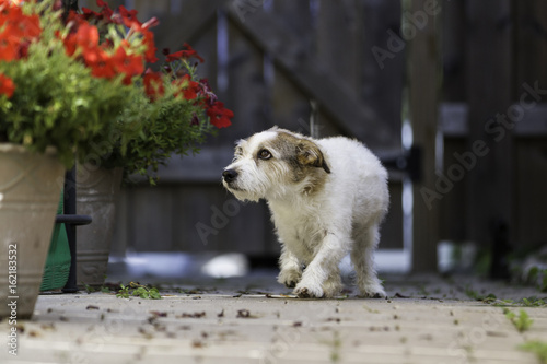 Fotografía Jack Russell Terrier skulking
