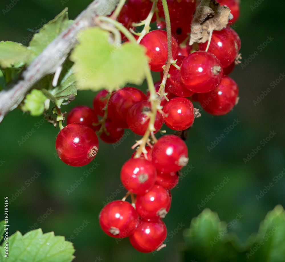 Rote Johannisbeeren am Strauch Rote Johannisbeeren am Strauch