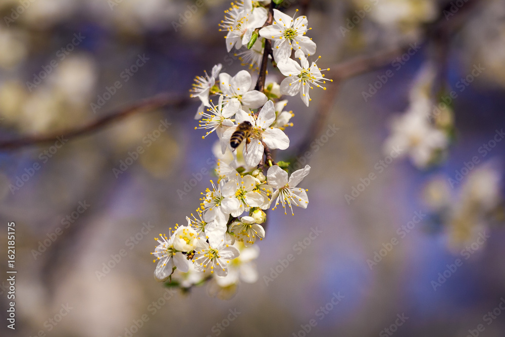A spring beautiful photo of the white apple tree blossom with the bees flying around the flowers A spring beautiful photo of the white apple tree blossom with the bees flying around the flowers