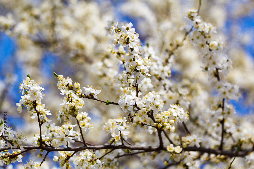 A spring beautiful photo of the white apple tree blossom with the bees flying around the flowers A spring beautiful photo of the white apple tree blossom with the bees flying around the flowers
