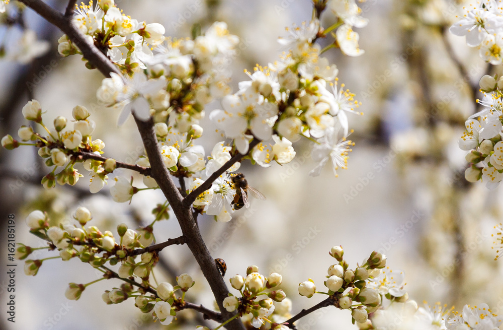 A spring beautiful photo of the white apple tree blossom with the bees flying around the flowers A spring beautiful photo of the white apple tree blossom with the bees flying around the flowers