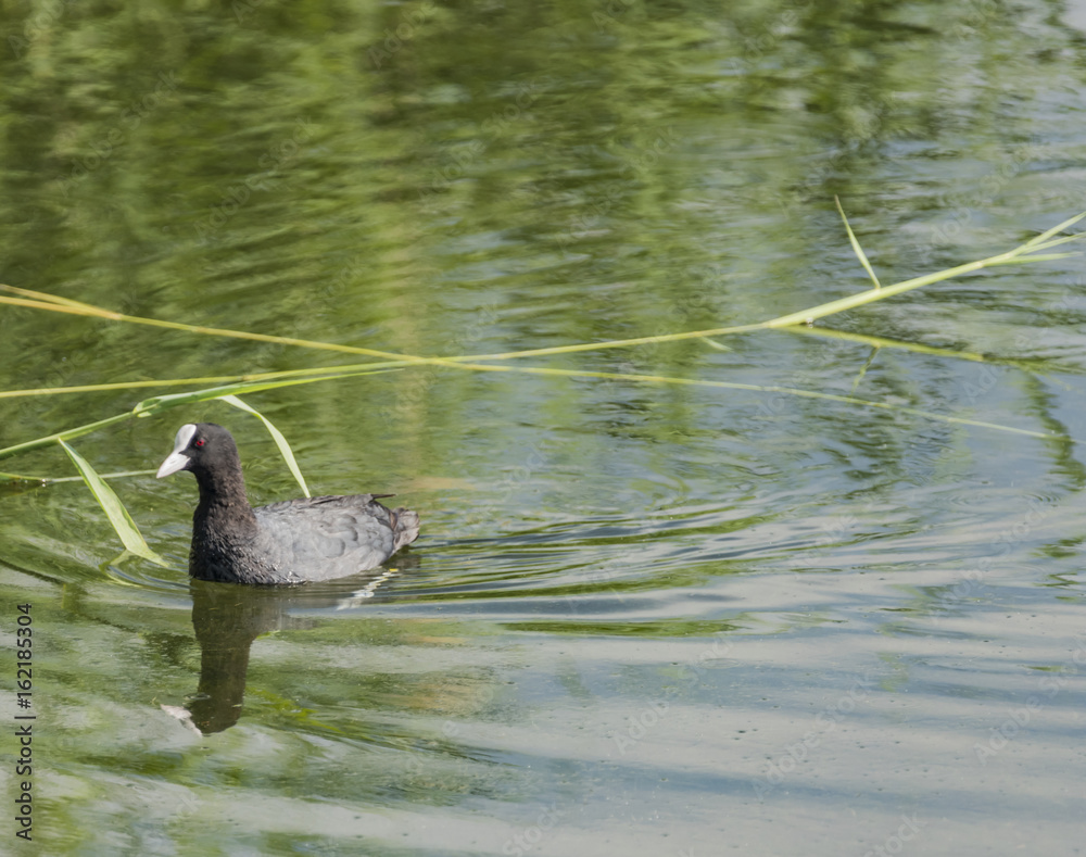 Grebe bird on Milada lake in summer Grebe bird on Milada lake in summer