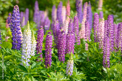 Fototapeta Naklejka Na Ścianę i Meble -  Lupinus, lupin, lupine field with pink purple and blue flowers