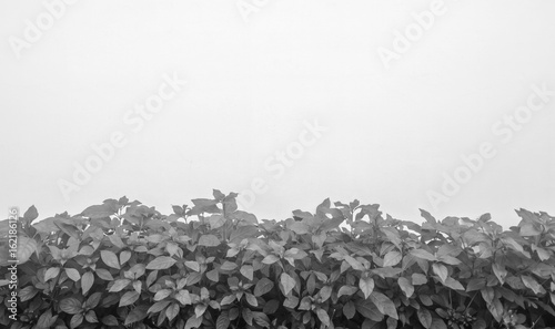 black and white shrubbery, Green hedges,shrubbery texture background, exterior in natural style