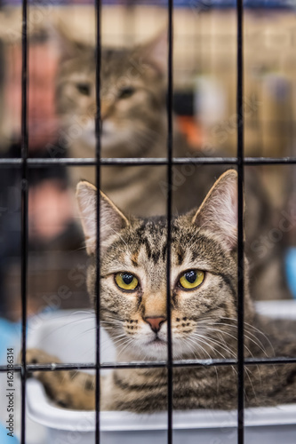 Two young cats in a cage waiting for adoption