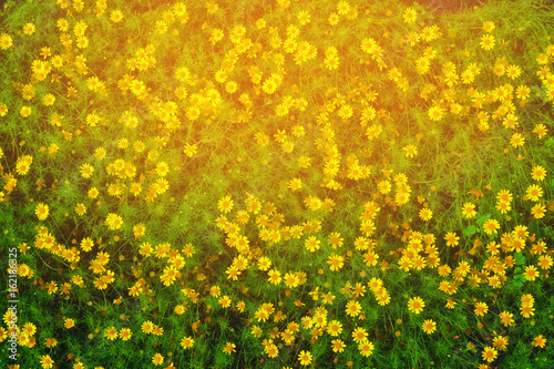 Small yellow flower  spring nature background