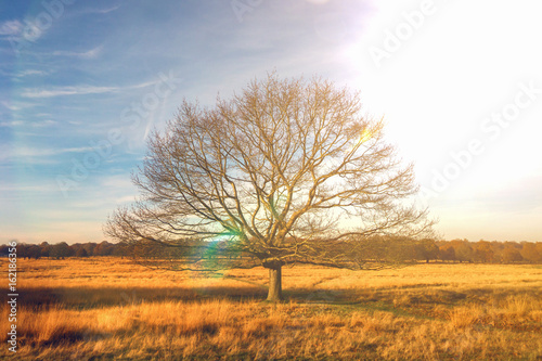 Großer Baum steht allein auf einem Feld im Sonnenlicht