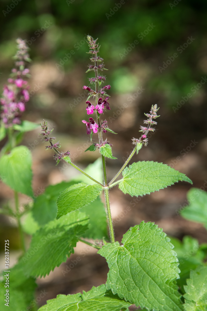 Hedge woundwort, or Forest-Ziest, Stachys sylvatica, with purple flowers Hedge woundwort, or Forest-Ziest, Stachys sylvatica, with purple flowers
