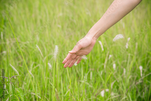 Woman hand is touching daisy in the grassland © t.paisit