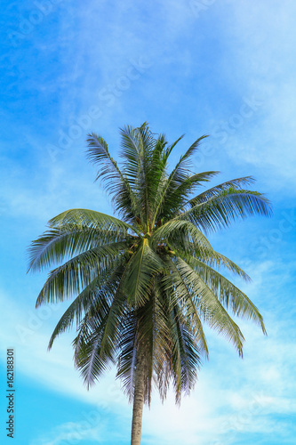 coconut tree jungle  Palms in the tropics on sky background with copy space
