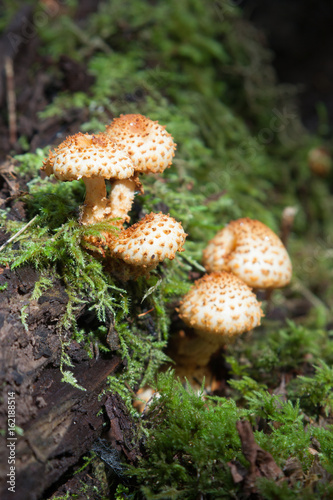 Wild mushroom portrait