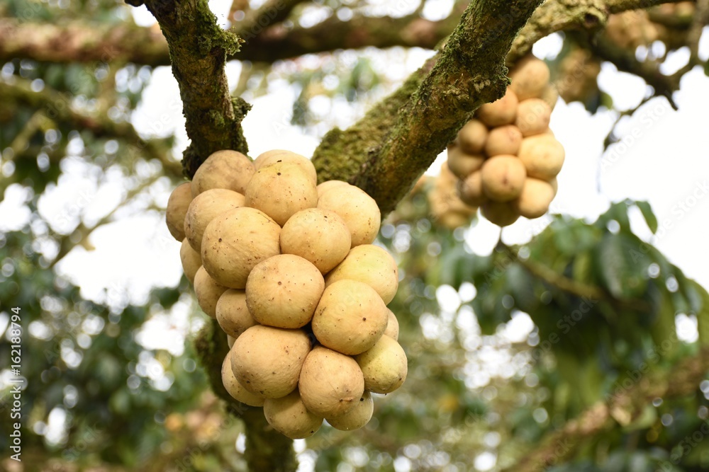 Lansium domesticum or Longkong in Thai on tree. Lansium domesticum or Longkong in Thai on tree.