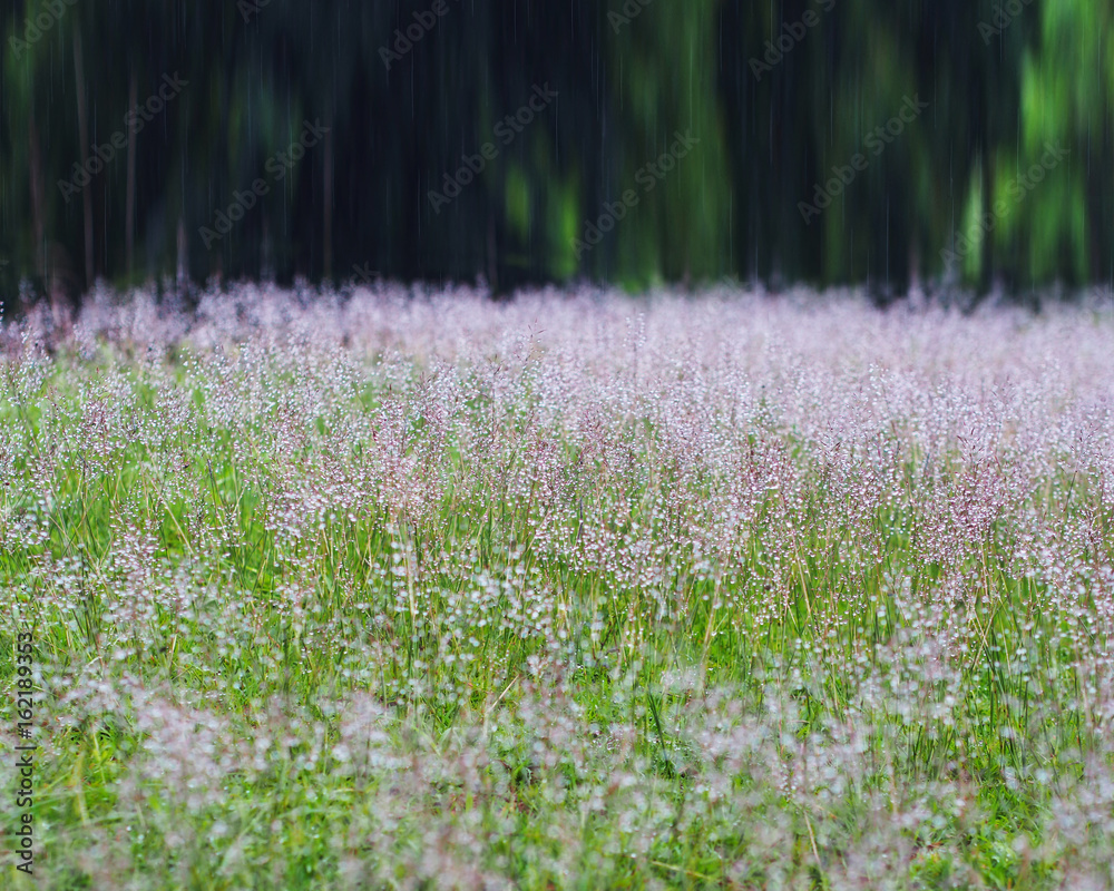 Fototapeta premium grass meadow with water drops after raining