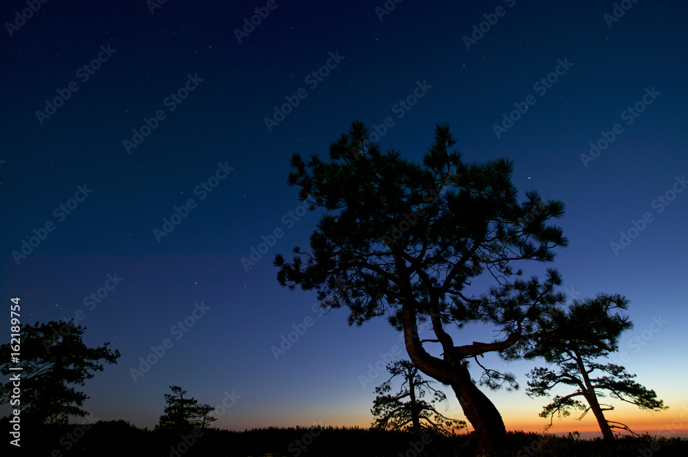 Pines at dusk with stars in the sky, Yosemite, California, USA Pines at dusk with stars in the sky, Yosemite, California, USA