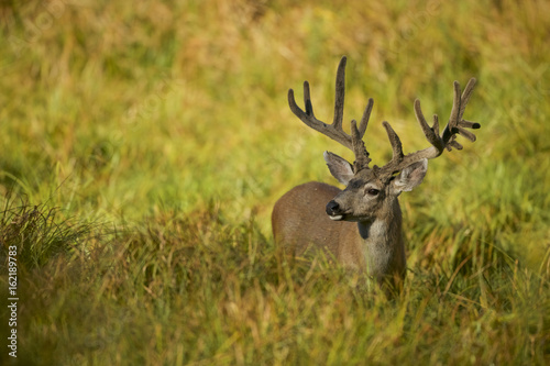 Black-tailed deer or california Mule Deer  Odocoileus hemionus   Male grazing in a meadow.