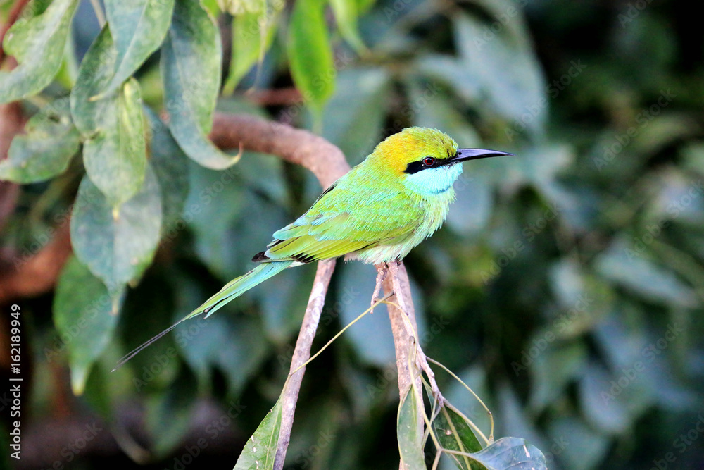 Green bee-eater Bird in Yala national park
