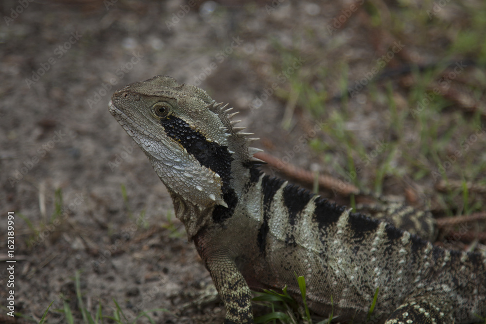 Fototapeta premium Dragon stare