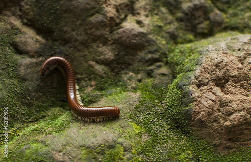 millipede and moss