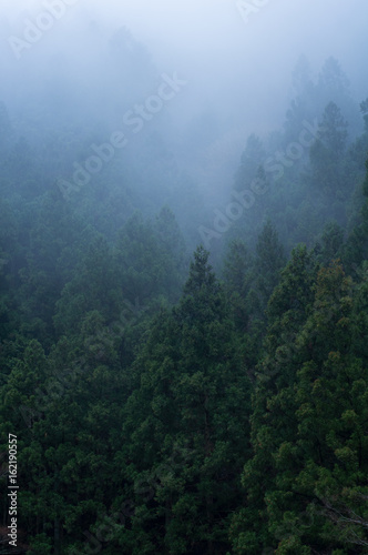 霧にかすむ杉林
