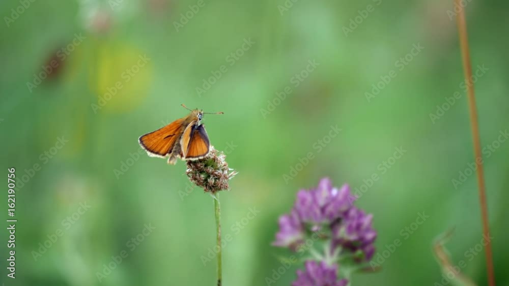 Small Skipper ( Thymelicus sylvestris) Butterfly Small Skipper ( Thymelicus sylvestris) Butterfly
