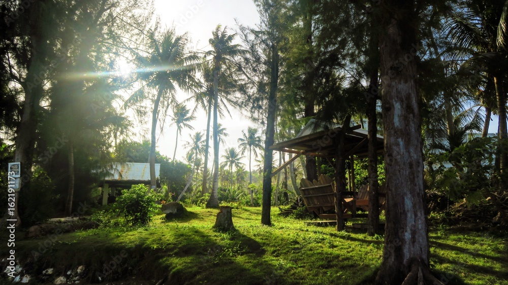 Fototapeta premium 朝日を浴びる南国の森