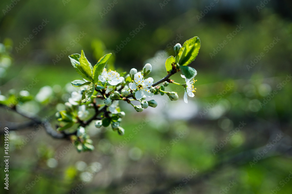 Blooming plum tree in the garden. Selective focus.