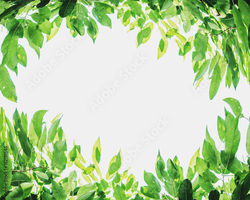 Green leaves background with white copy space, on white background