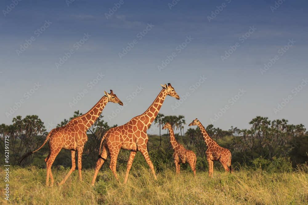 Obraz premium Reticulated Giraffes in African Savannah. 