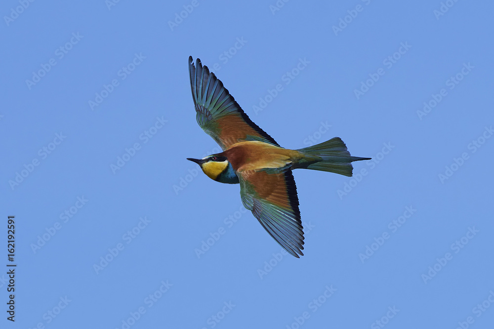 European bee-eater (Merops apiaster)