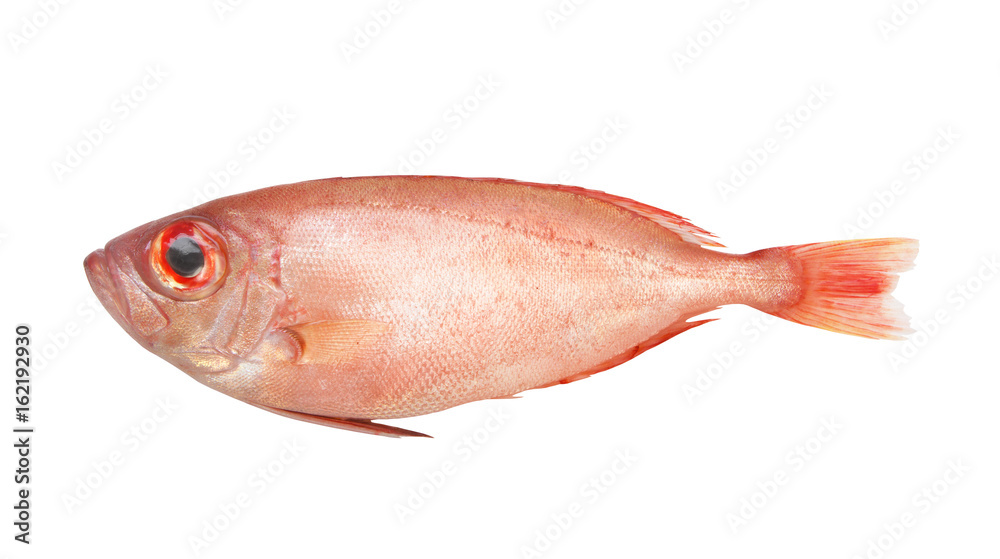Red bigeye fish isolated on white, Priacanthus macracanthus Red bigeye fish isolated on white, Priacanthus macracanthus