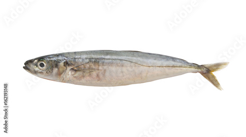 Round scad fish isolated on white background, Decapterus maruadsi 