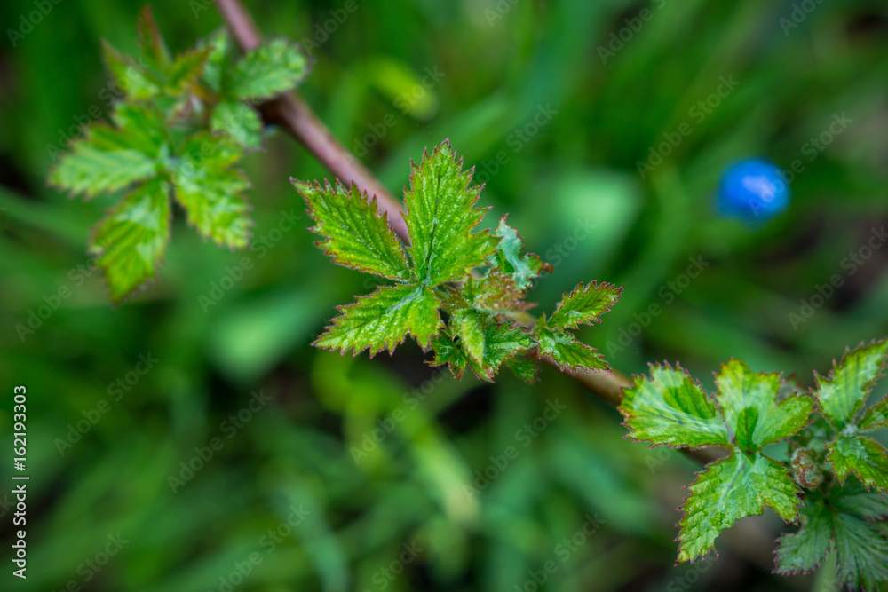 Branch of blackberry bush in the garden. Selective focus.