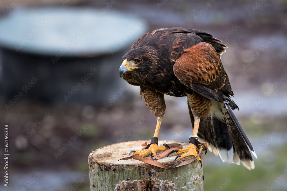 Fototapeta premium Captive Hawk on Post