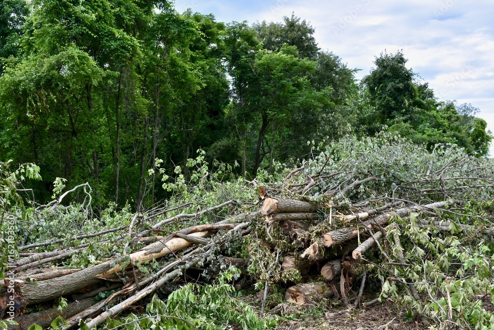 Freshly cut timber in forest Freshly cut timber in forest