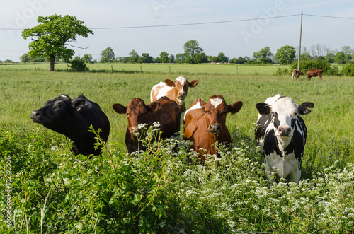 Curious cattle in lush greenery