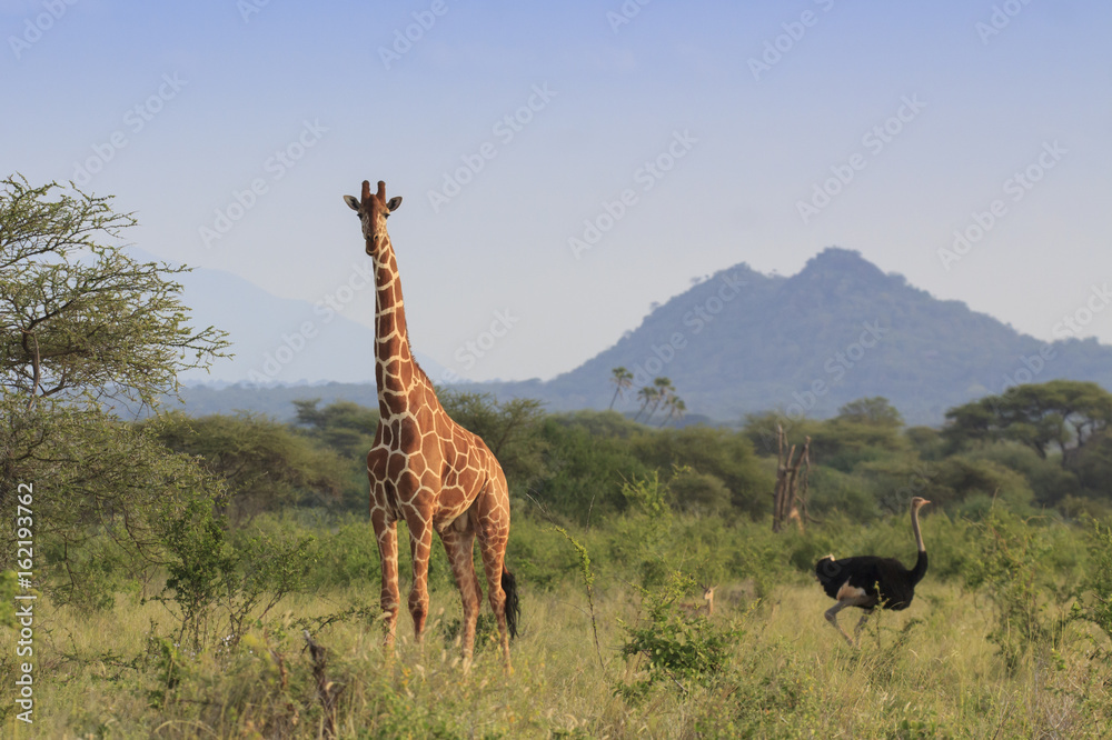 Obraz premium Giraffe and Ostrich - tallest mammal and tallest bird