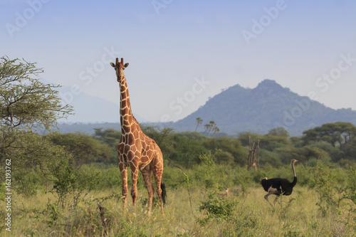 Giraffe and Ostrich - tallest mammal and tallest bird