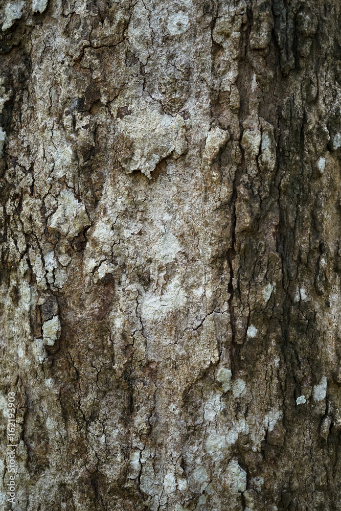 Fototapeta premium Texture of dried cracked old tree bark of mature tree background in shades of white, brown, grey and black color
