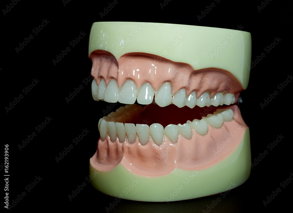 Obraz premium Close up. Model teeth on a black background. Learn Dental.