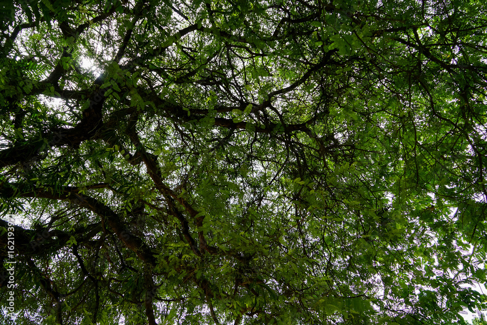 Staying under branches of bright green spring tamarind leaves with clear sky background Staying under branches of bright green spring tamarind leaves with clear sky background