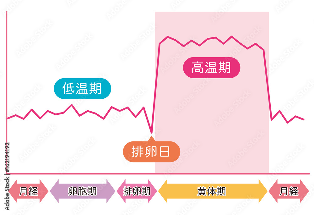 19 Best 黄体期 Images Stock Photos Vectors Adobe Stock