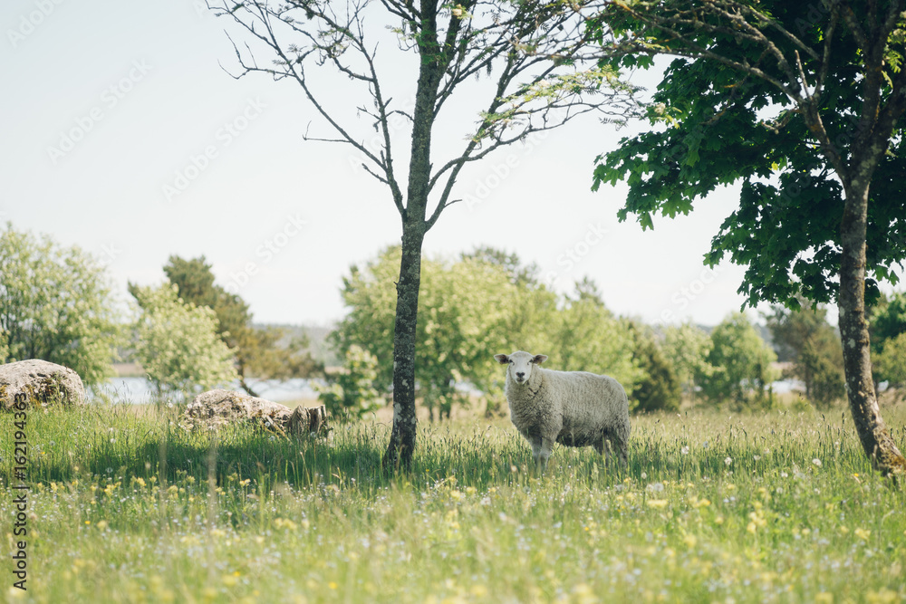 Sheep looking forward under tree in shade of sunlight Sheep looking forward under tree in shade of sunlight