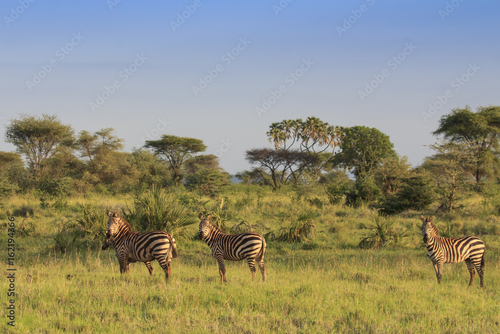 Fototapeta premium Zebra in African savannah