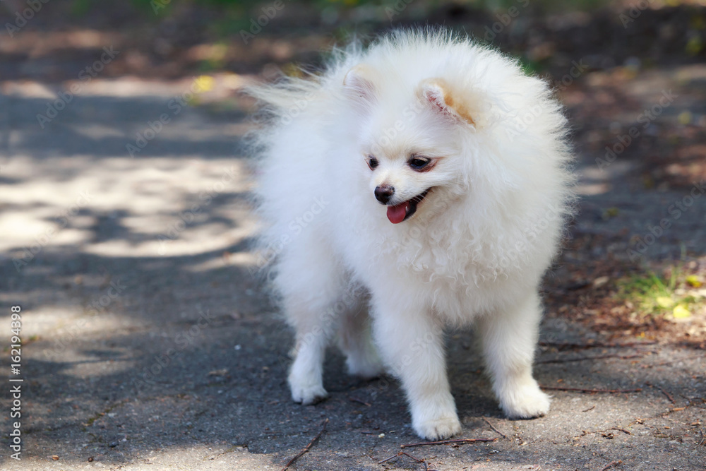 the dog breed pomeranian spitz