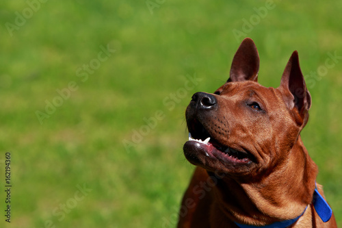 dog breed Thai Ridgeback