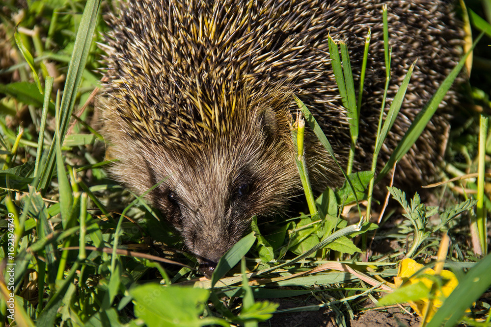 Young prickly hedgehog in green grass Young prickly hedgehog in green grass