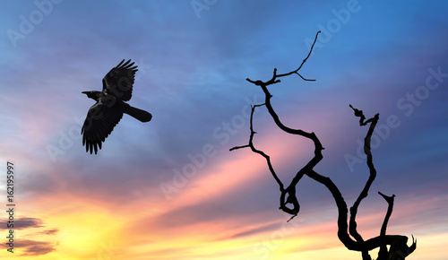 Raven flies over sunset background