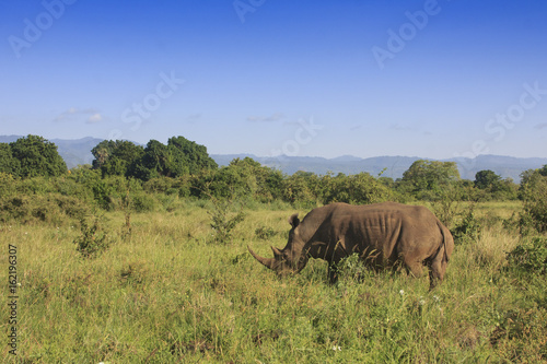 White Rhino in African savannah. Meru National Park, Kenya